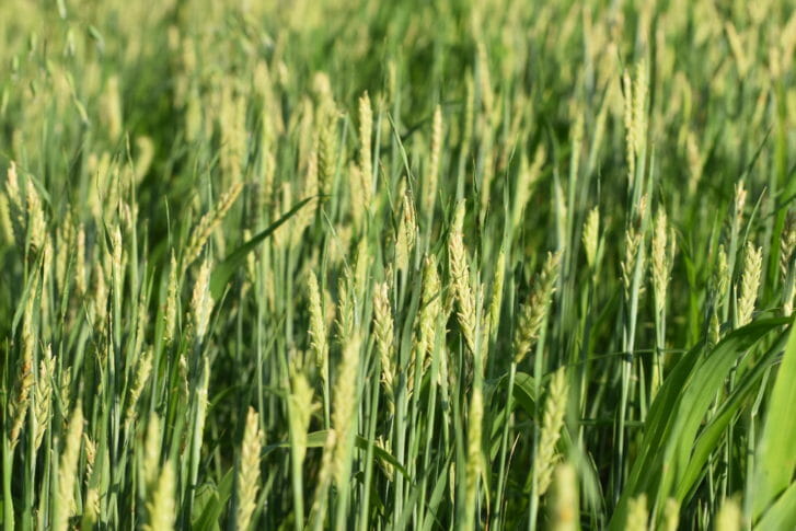Barley heads