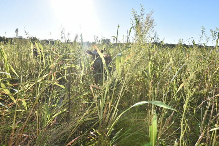 forage species grazing