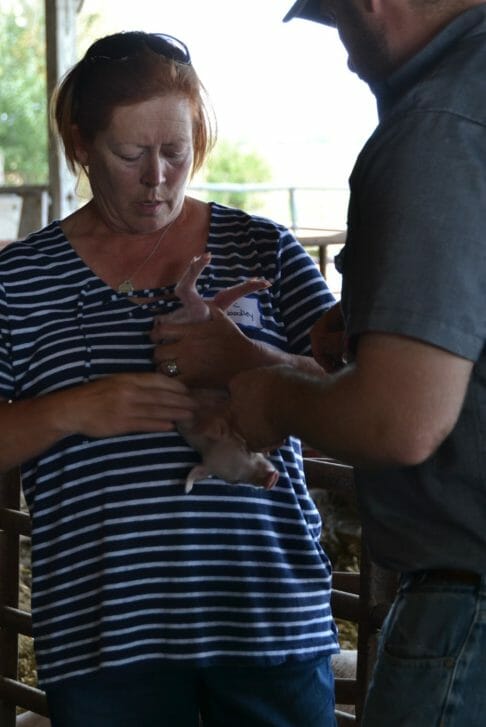 piglet castration demonstration