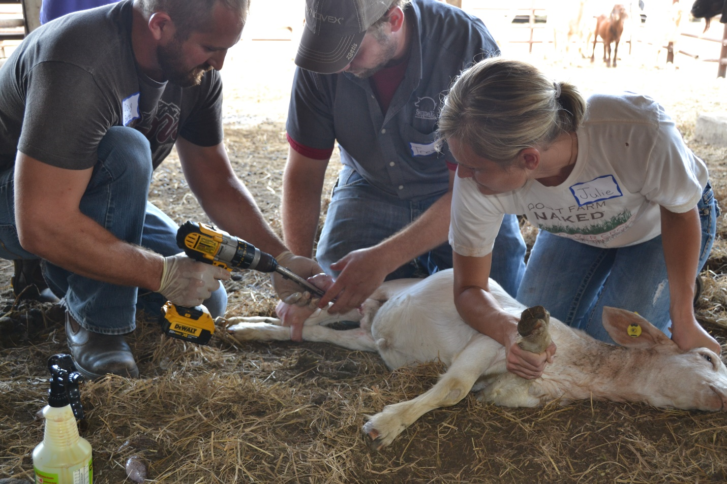 Henderson castrating tool on a calf
