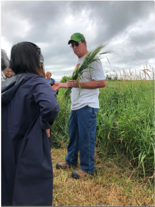 Rye stand farmer